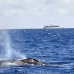 whale_humpback_v_01035_dom3220.jpg